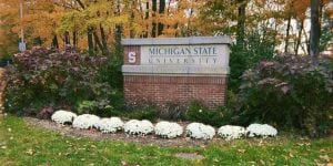 A brick entrance sign to Michigan State University surrounded by foliage and white mums.