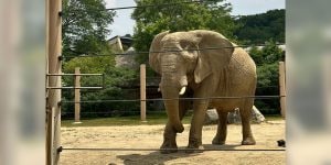 An elephant in a zoo enclosure.