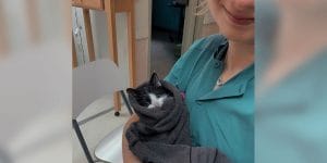 A vet tech holds a grey and white kitten wrapped in a towel.