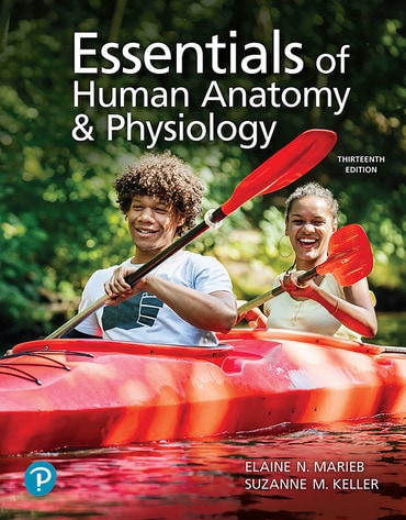 Cover art of Essentials of Human Anatomy & Physiology, 13th edition