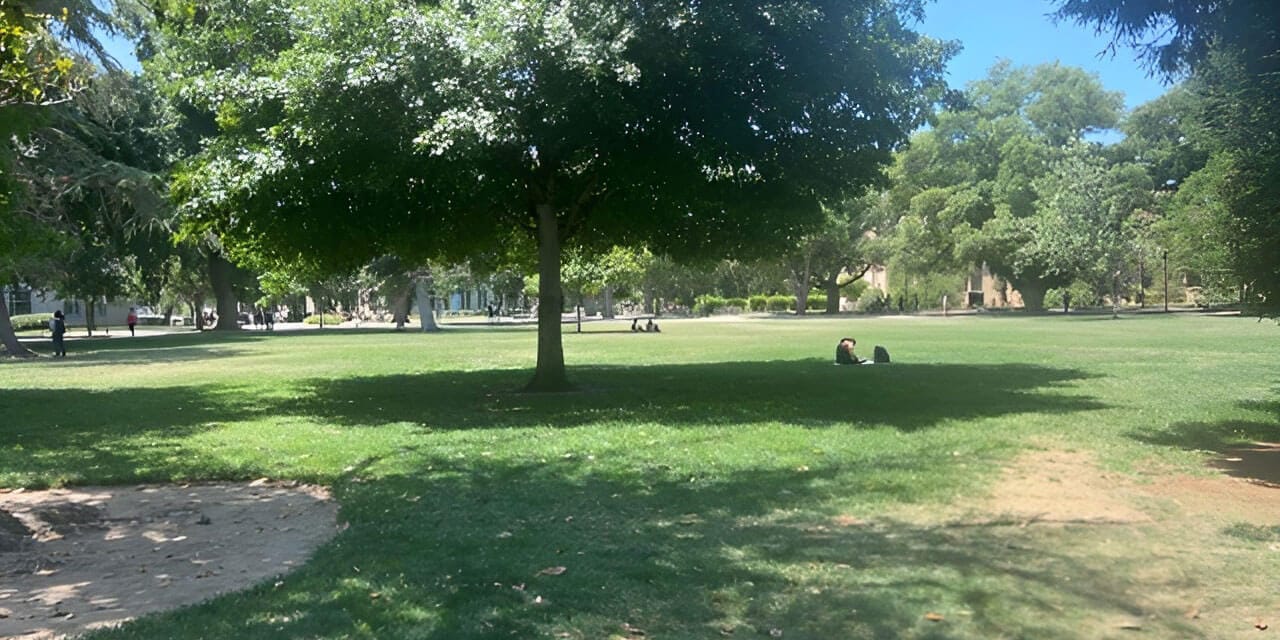 An outdoor space on the campus of University of California Davis. A student sits under a large shade tree.