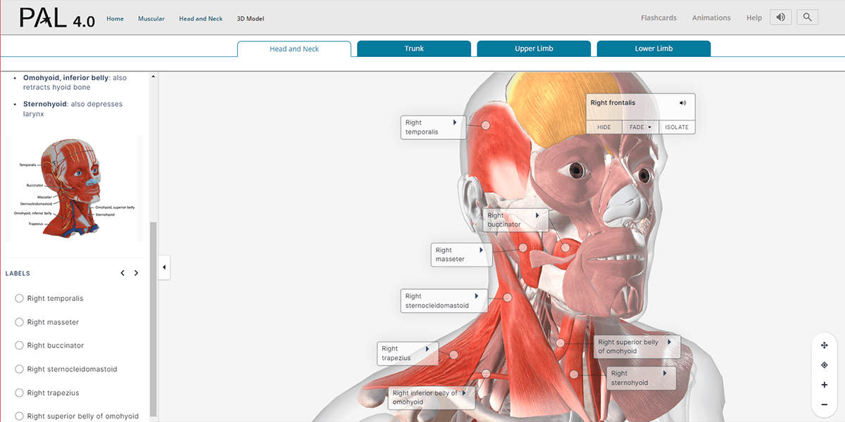 A screenshot of Pearson’s PAL 4.0 that shows a labeled diagram of the muscles of the human face.