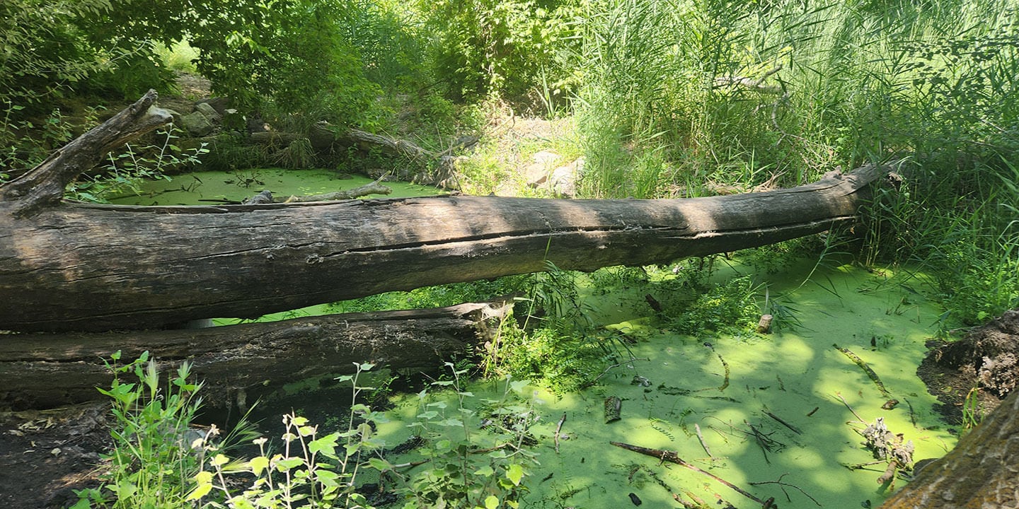 A pond with a large downed tree log stretching across from edge to edge. 
