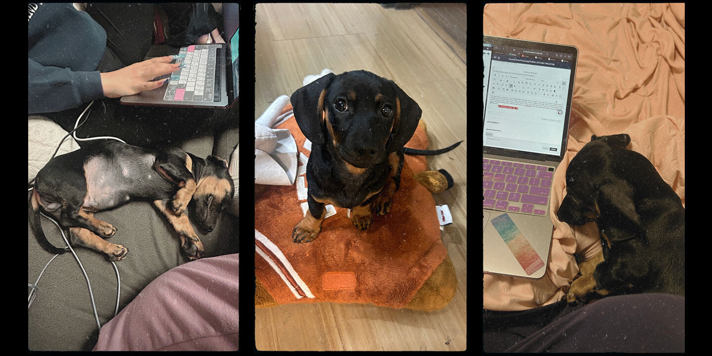 A series of three pictures; one showing a Dachshund sleeping next to a person working on a laptop, one showing a Dachshund sitting on a pillow looking at the camera, and another showing a Dachshund sleeping next to a laptop.