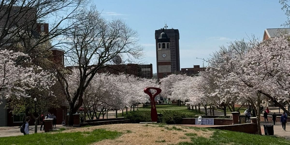 An open space area surrounded by academic buildings on a college campus. The area is lined with trees blooming with white flowers. 