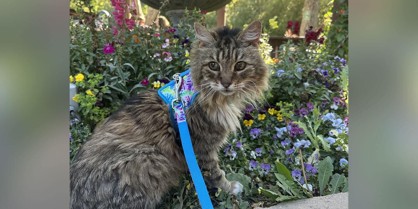 A fluffy, tabby cat is wearing a colorful harness attached to a blue leash and is sitting in a bed of colorful pansies.