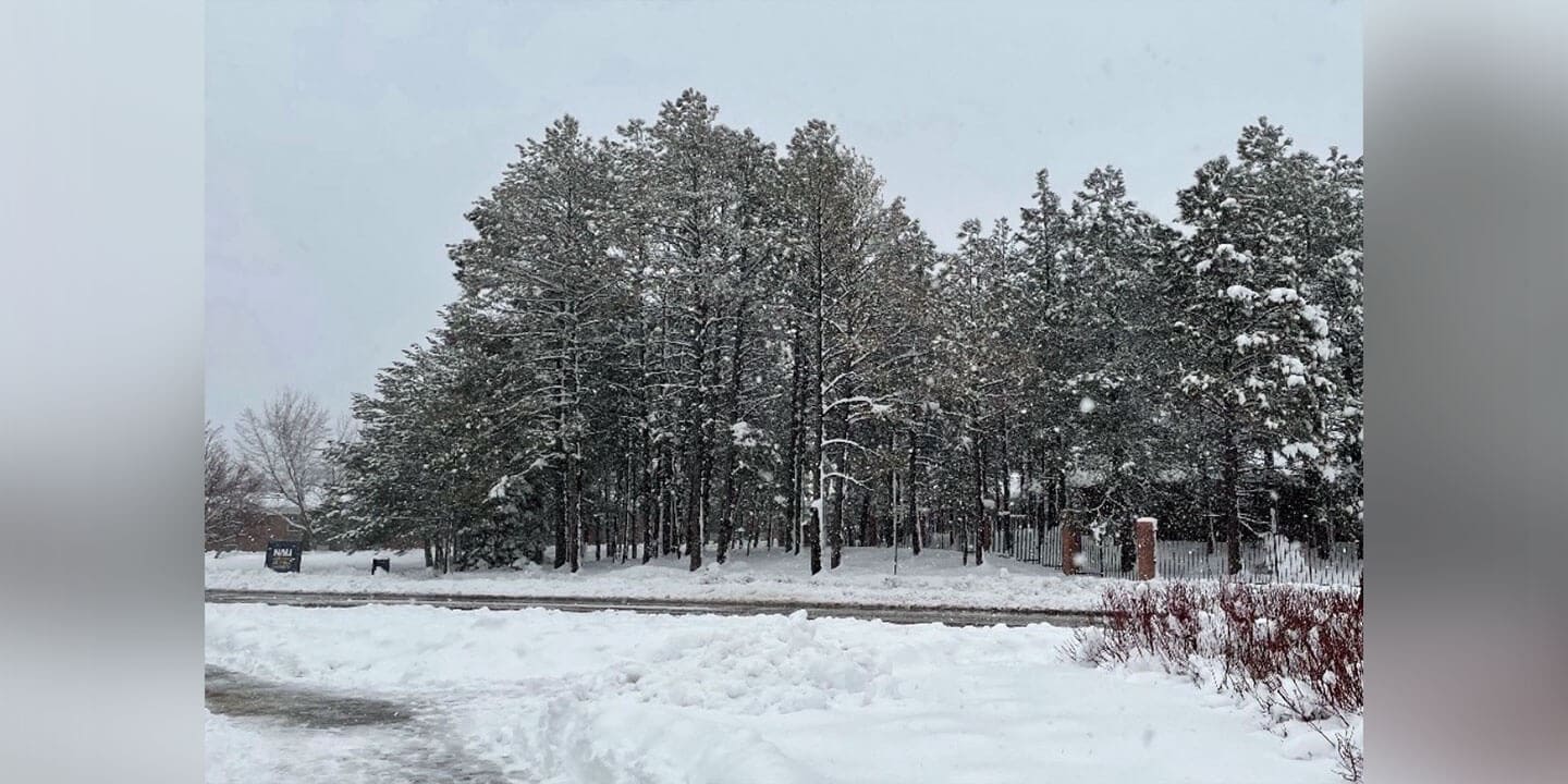 A winter scene with snow covered trees and shrubs and a road pictured in the foreground.