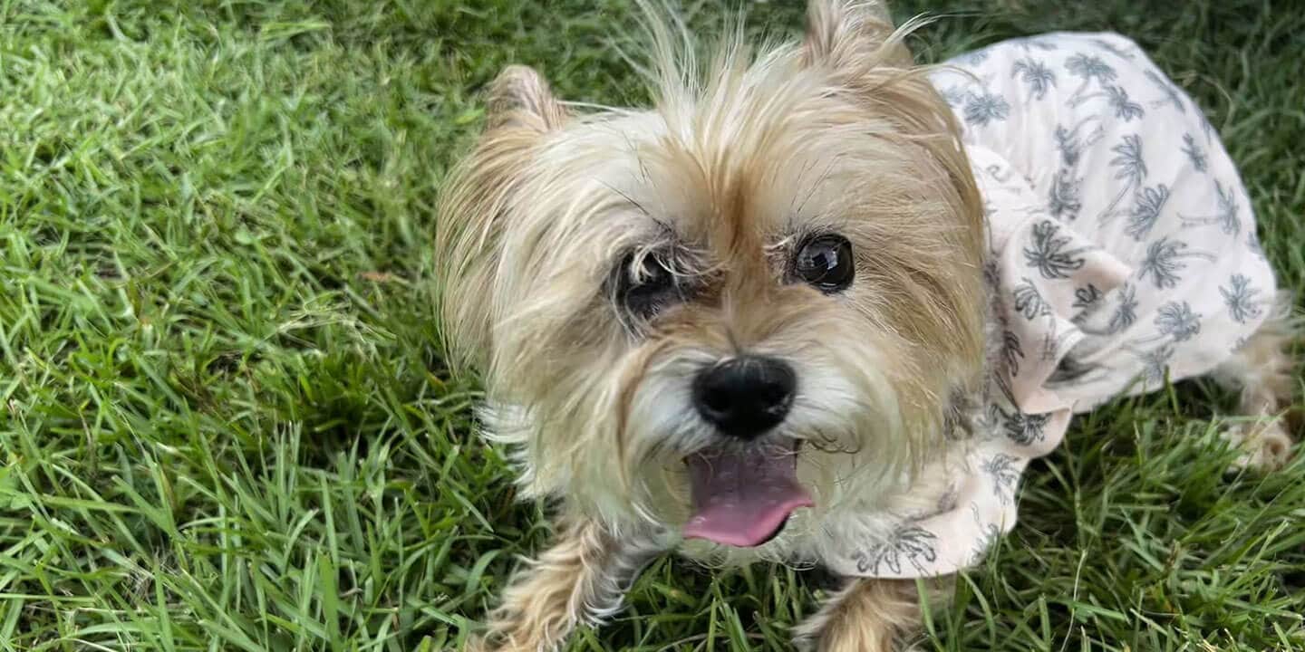 Glitter, the blog author’s small Yorkie, sits in the grass. She has tan fur and is wearing a small white dog shirt.