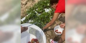 A female college student is working in a community garden picking strawberries.