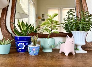 A collection of six houseplants if a variety of planters, including one in a pink ceramic cat.