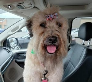 A goldendoodle dog is standing in the front seat of a car. The dog has a small blue and pink bow on top of its head.