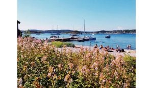 A sunny day in Norway looking out over a blue lake with a beach area, dock, and sail boats. There are shrubs with pink flowers in the forefront.