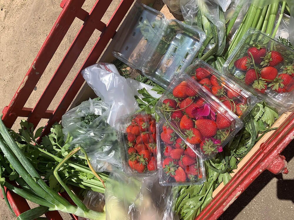A red wagon full of produce that Rachel got from the farmer’s market. The wagon contains onions, celery, strawberries, and greens.