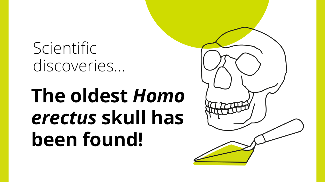 The oldest homo erectus skull has been found