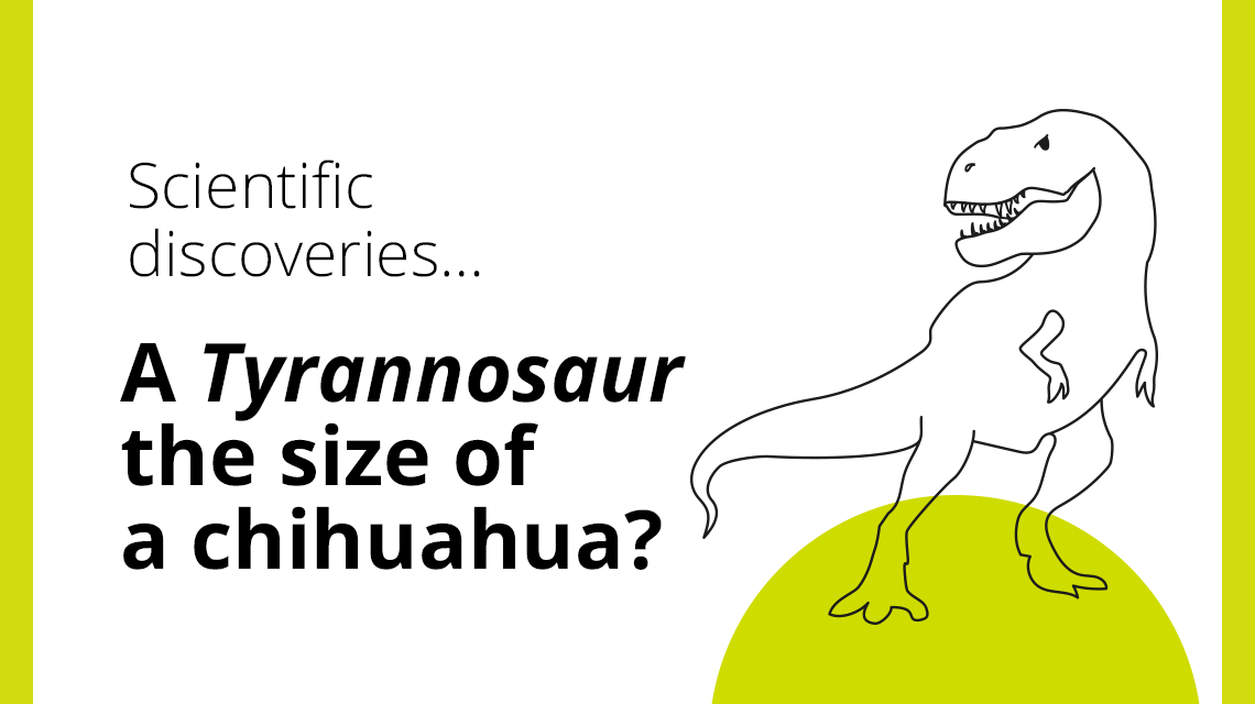 A Tyrannosaur the size of a chihuahua? 
