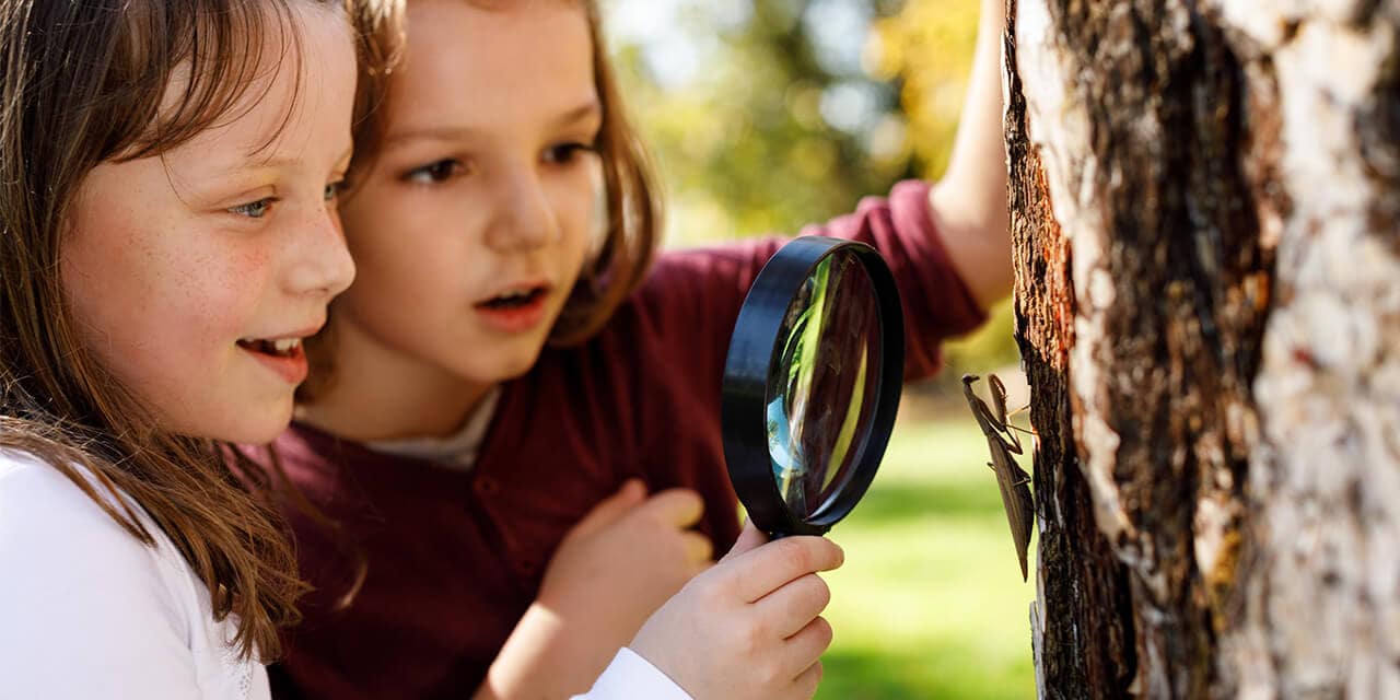 Two girls use a magnifying glass to examine a praying mantis that is sitting on a tree.