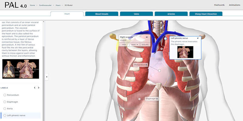 Screenshot of Practice Anatomy Lab