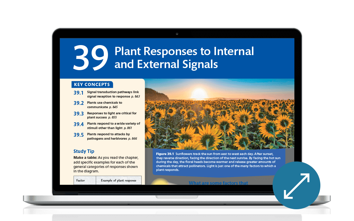 Example of Chapter 39: Plant Responses to Internal and External Signals. What are some factors that plants sense and respond to? With corresponding image showing factors.