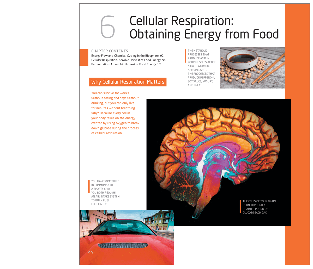 Example page showing Cellular Respiration: Obtaining Energy from Food
